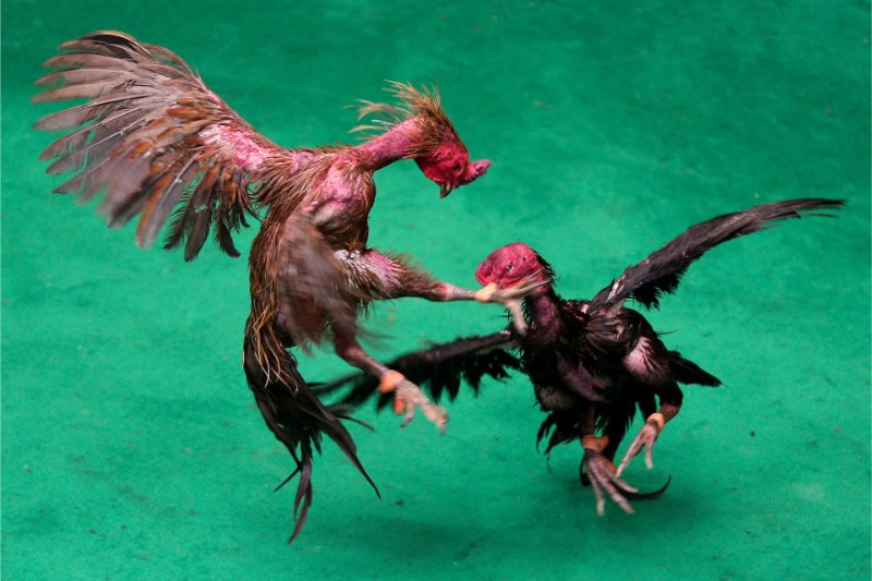 Đá gà cựa tròn